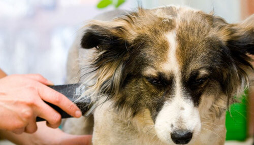 Home businesses Dog groomer