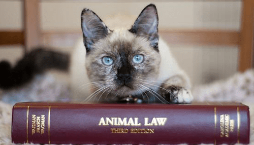 Support animal law - tycoonstory | tycoonstory media Cat resting its paws on a law textbook titled “animal law, third edition,” symbolizing legal issues related to animals.