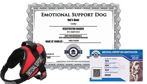 Emotional support dog registration - tycoonstory | tycoonstory media Emotional support dog certificate, id card, and red harness displayed together for documentation and identification purposes.