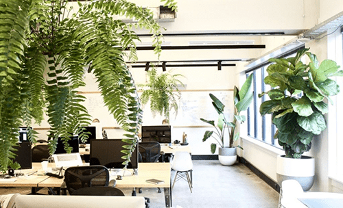 Wellbeing at the office Wellbeing at the office: introduce nature to your office