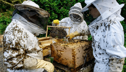 Beekeeping business Financial advantages of a beekeeping business