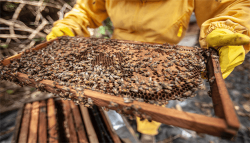 Beekeeping business Beekeeping business bees produce a lot of products