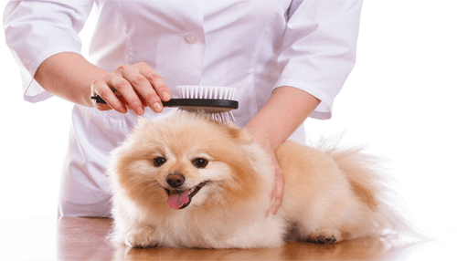 Business ideas Pet services business ideas