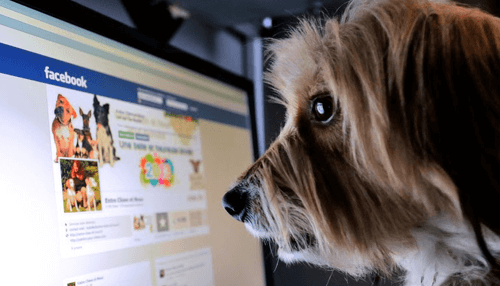 Pet ecommerce businesses Pet ecommerce businesses