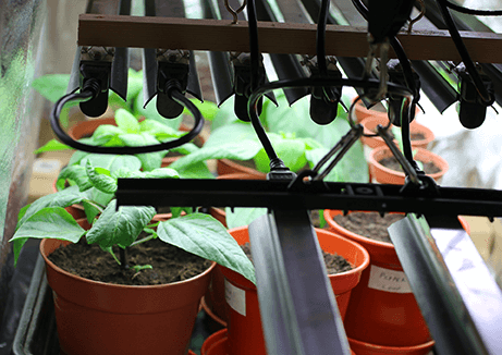 Led grow lights Benefits of using led grow lights