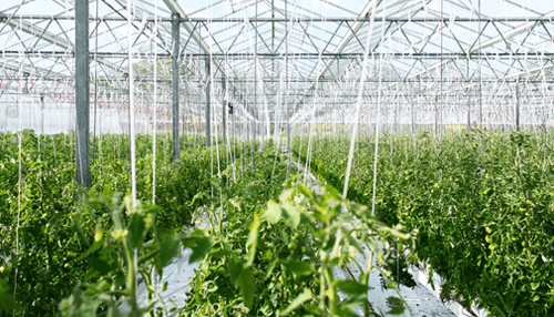 Plant cover crops Modern greenhouse filled with healthy plants, showcasing advanced sustainable agriculture methods.