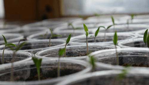 Sustainable agriculture Small seedlings sprouting in plastic containers, symbolizing early-stage crop growth in sustainable agriculture.