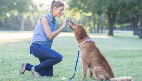 Giving dog treats as a form of reward - tycoonstory | tycoonstory media Giving dog treats as a form of reward