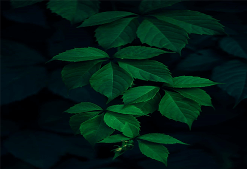 Types of kratom strains-tycoonstory | tycoonstory media Types of kratom strains