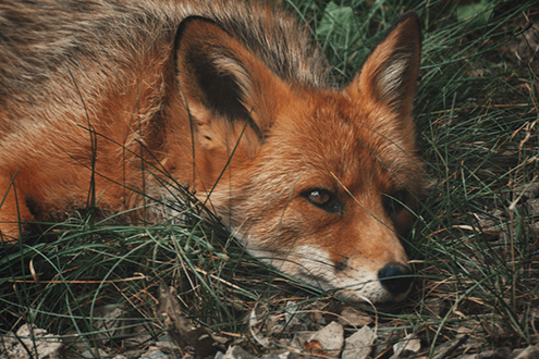 Benefits of hiring a wildlife specialist Wildlife specialist monitoring a red fox resting quietly in natural grass and forest undergrowth, highlighting wildlife observation, habitat study, and conservation expertise.