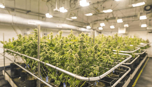 Cannabis businesses Indoor cannabis cultivation facility with rows of mature plants, illustrating plant-touching operations and regulated production within cannabis businesses.