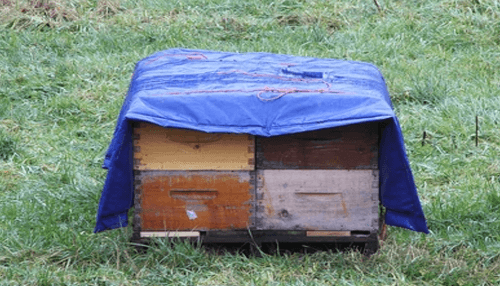 Maisemore tarps A maisemore beehive covered with a blue protective tarps sheet, placed on grass in an outdoor field.