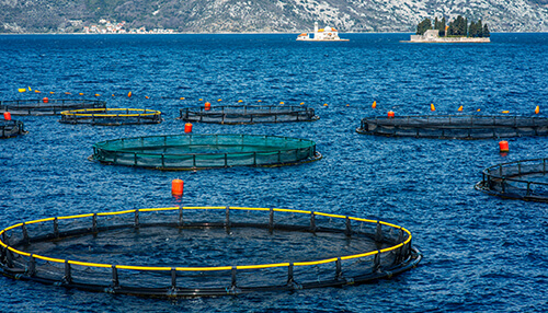Image of fish farming cages in a body of water, showcasing aquaculture practices and the cultivation of marine life | tycoonstory media Organic fish farm food business ideas