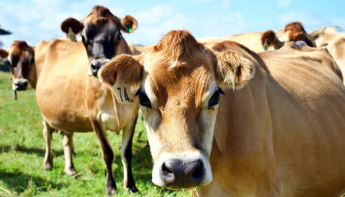 Choose grass-fed or pasture-raised meats Choose grass-fed or pasture-raised meats food production