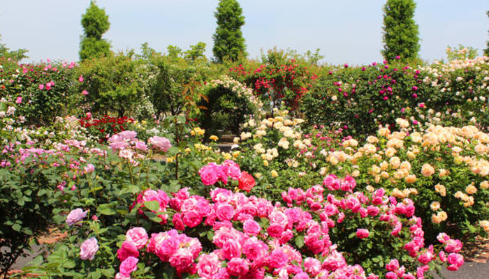 Rose garden Vibrant rose garden in karnal with blooming pink, yellow, and white roses surrounded by lush greenery