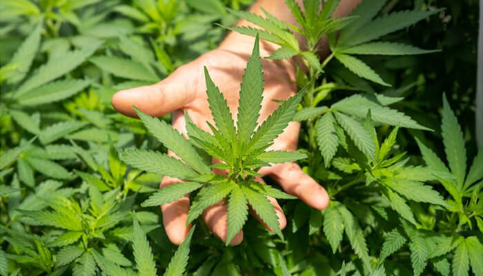 Public opinion Healthy marijuana plants growing outdoors, with a hand holding fresh marijuana leaves during cultivation.