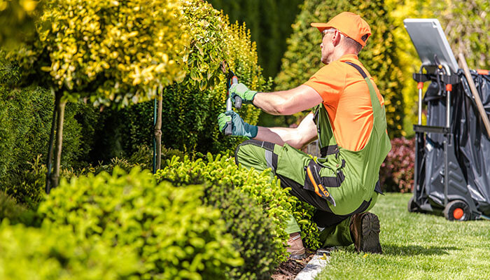 Landscaping business A landscaper trimming hedges and maintaining greenery, representing routine garden care services offered by a landscaping business.