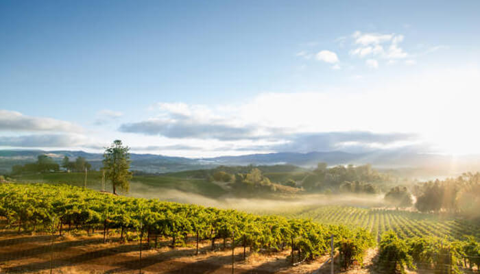 Ely callaway jr. Transition to the wine industry ely callaway jr.