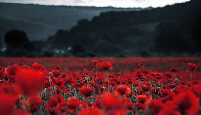 Poppy growth - tycoonstory | tycoonstory media Poppy growth