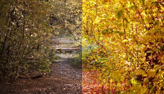 Google Before and after forest path photo showing natural vs edited colors, illustrating image editing techniques used for google visuals.