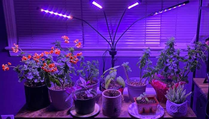 Plant growth lamps Gaining popularity is the use of plant growth lamps
