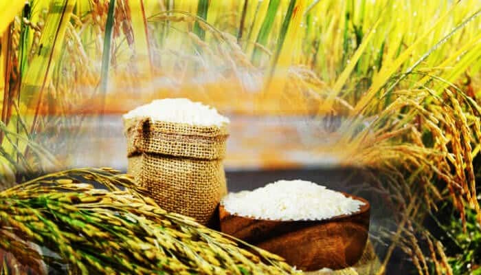 Indias rice supply - tycoonstory | tycoonstory media Rice in burlap sacks and wooden bowls, surrounded by lush rice fields, showcasing the abundance of rice harvest and its importance in agriculture.
