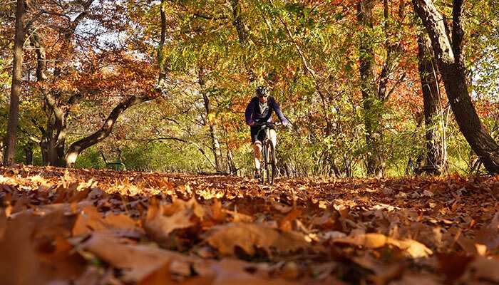 Autumn leaves