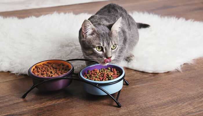 Guide to Picking the Best Cat Food for Your Kitten’s Growth