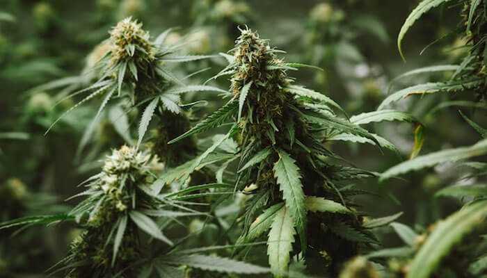 Hemp Buds: The Art of Enjoying Hemp Buds for Wellness