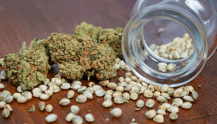 Advantages of feminized seeds in medicinal cannabis production-tycoonstory | tycoonstory media Close-up of cannabis buds and scattered seeds next to a jar, representing the cultivation process and cannabis seed varieties.