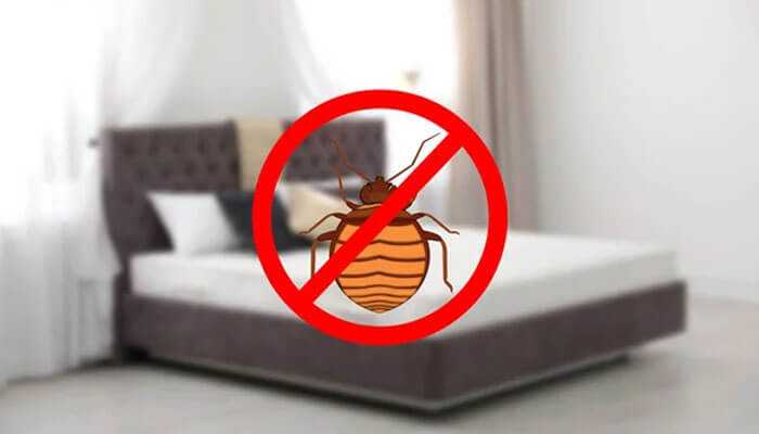 Preventing bed bug bites - tycoonstory | tycoonstory media A bed with a bedbug icon with a line across it, indicating a no-pest bedroom and prevention of bed bug bites.