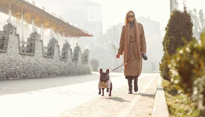 Challenges for dog owners in phoenix - tycoonstory | tycoonstory media A woman walking a french bulldog on a leash down a sunny urban street, living with dogs in phoenix.