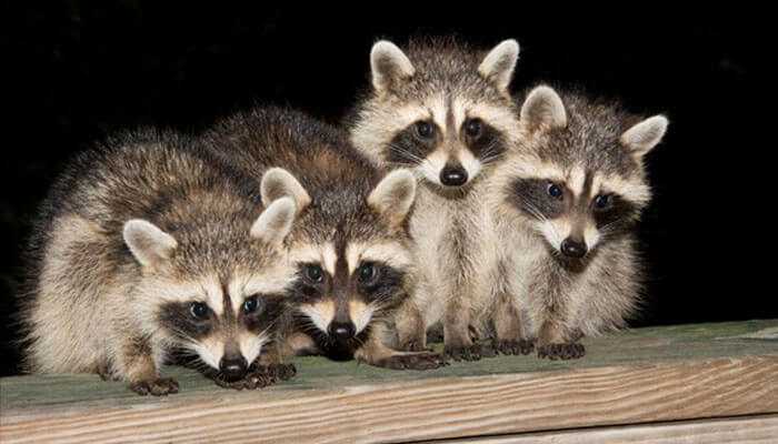 Legal and ethical considerations - tycoonstory | tycoonstory media Four raccoons sitting together on a wooden fence at night, symbolizing challenges in rural raccoon removal efforts.