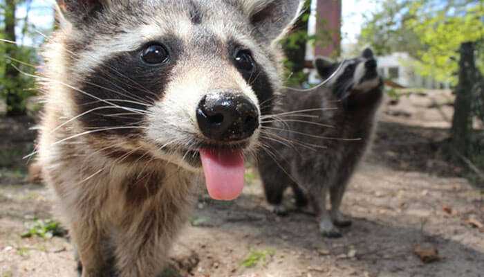Understanding raccoon behavior in rural areas - tycoonstory | tycoonstory media A close-up of a nosy raccoon sticking its tongue out to illustrate the significance of rural raccoon removal in outdoor settings.