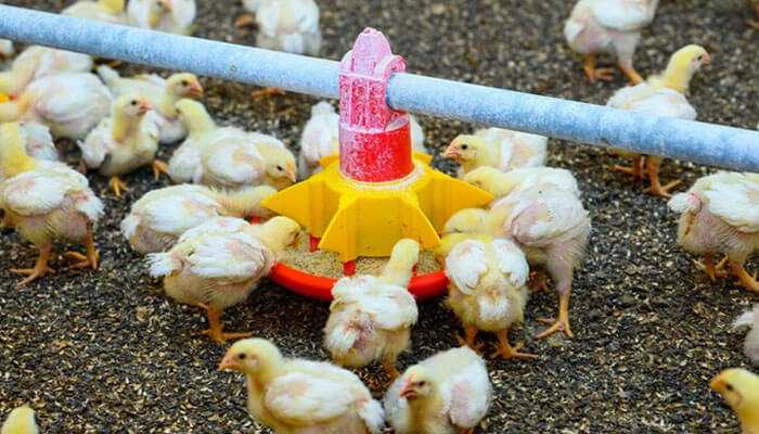 The image depicts broiler chicks feeding from a yellow and red feeder in a clean, well-managed poultry setup that reducing feed waste and increases efficiency. The image depicts broiler chicks feeding from a yellow and red feeder in a clean, well-managed poultry setup that reducing feed waste and increases efficiency.