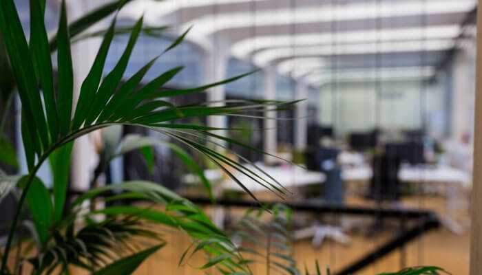 Be selective about indoor plants - tycoonstory | tycoonstory media Modern office space with green plants in the foreground, emphasizing the importance of keeping your workspace pest-free.