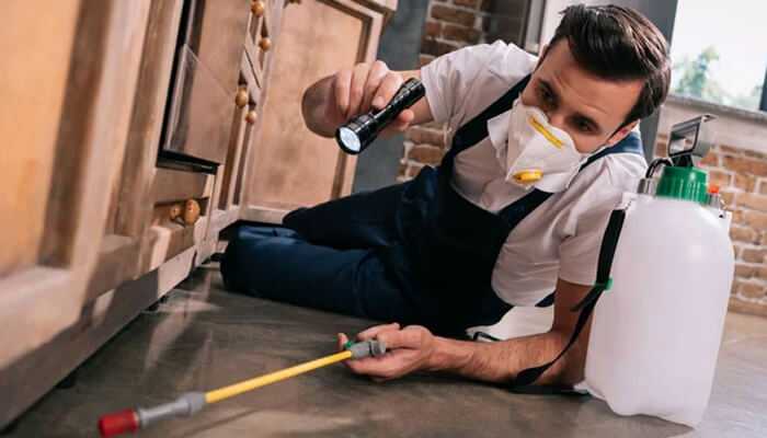 Use termite-resistant materials - tycoonstory | tycoonstory media Prevent termites: a pest control expert inspects a kitchen to protect against infestations and costly damage.