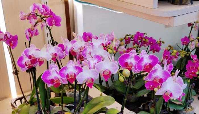 Orchid | tycoonstory media Orchid