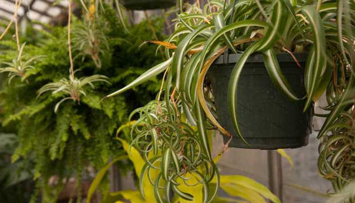 Combine spider plants with other easy-care greens in terrariums | tycoonstory media Healthy spider plants thriving in hanging pots inside a greenhouse, perfect examples of how to grow spider plants indoors in small spaces.