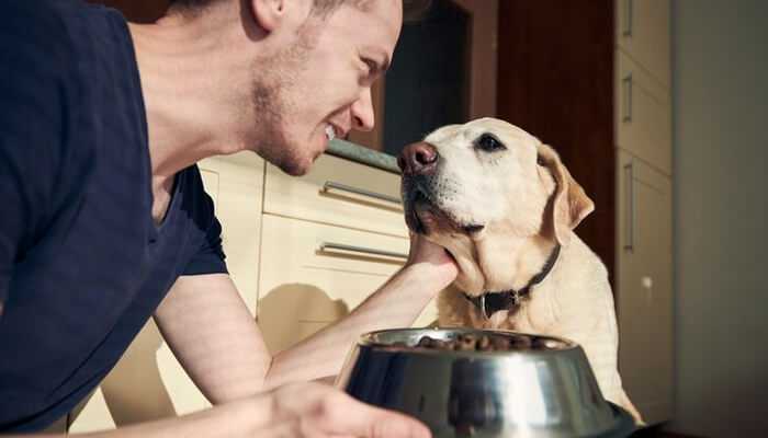 Digestive sensitivity and transitioning concerns | tycoonstory media Man lovingly offering food to his labrador, representing the personalization benefits of dog food subscriptions.