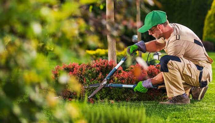 Landscaper - tycoonstory | tycoonstory media Gardener trimming bushes with pruning shears in a landscaped yard, showcasing landscaping as one of the best trade jobs for outdoor work.
