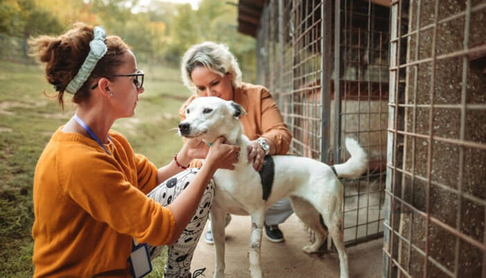 Checking for specific breed-related exclusions | tycoonstory media Checking for specific breed-related exclusions