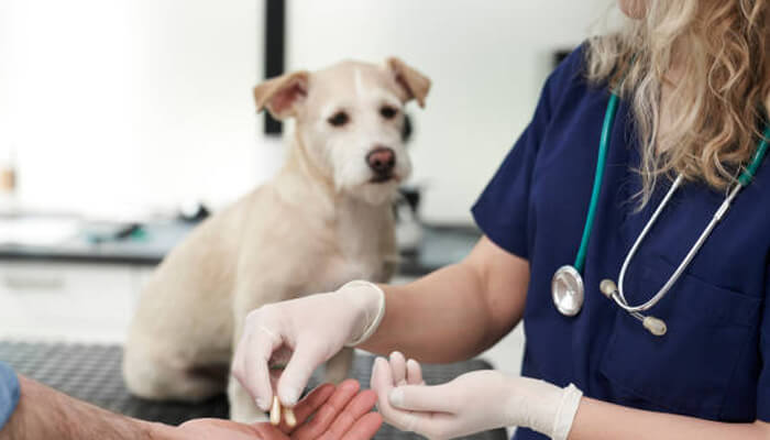 Growing market demand for preventive pet wellness | tycoonstory media Growing market demand for preventive pet wellness