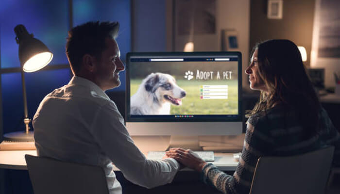 How honest pet helps families find responsible breeders | tycoonstory media A couple researching adoption options online, exploring responsible breeders while considering bringing home a puppy as a new family companion.