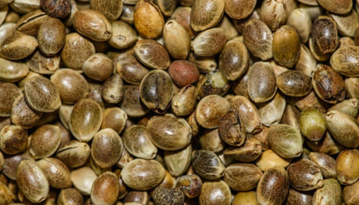 The simple operational truth | tycoonstory media Close-up of hemp seeds, showcasing the importance of a seed-to-sale system for tracking every stage of inventory from cultivation to sale