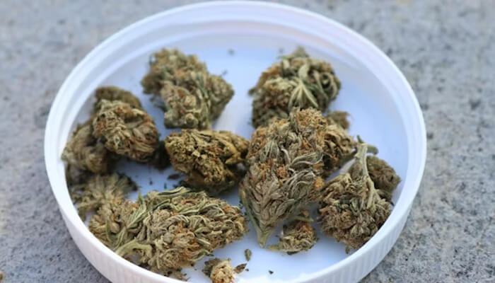 3 1 | tycoonstory media Several dried cannabis buds placed in a white plastic lid on a concrete surface.