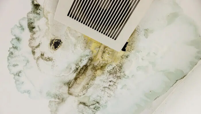 Full range of professional services | tycoonstory media Mold only air vent inspection showing visible mold stains and moisture damage near an hvac ceiling area.