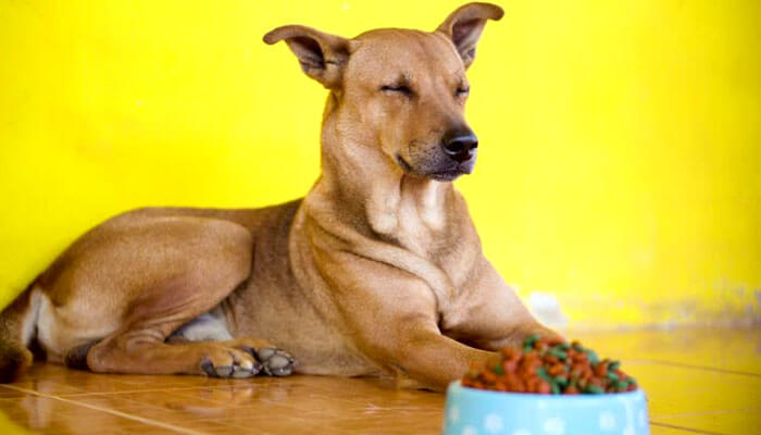 Digestive rhythm and appetite - tycoonstory | tycoonstory media Brown dog lying on a tiled floor with a blue kibble bowl nearby, eyes closed as if resting against a bright yellow wall.