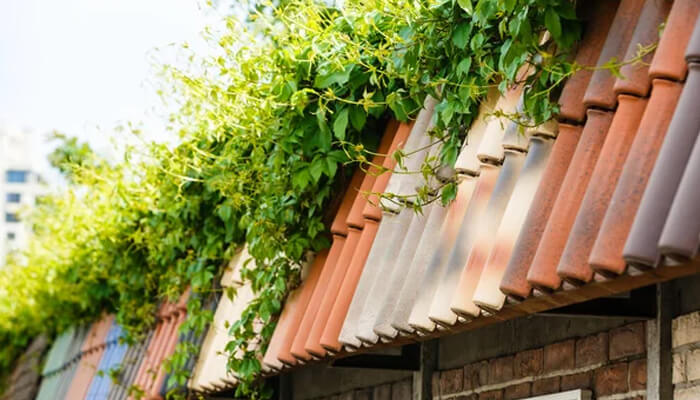 Preventing organic growth on the roof | tycoonstory media Preventing organic growth on the roof