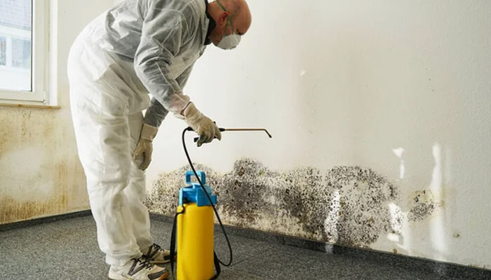 Mold and mildew growth | tycoonstory media Mold and mildew growth